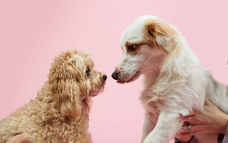 A One Year Dog Food Subscription