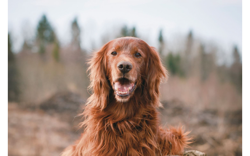 Win 50 to spend with Natures Variety