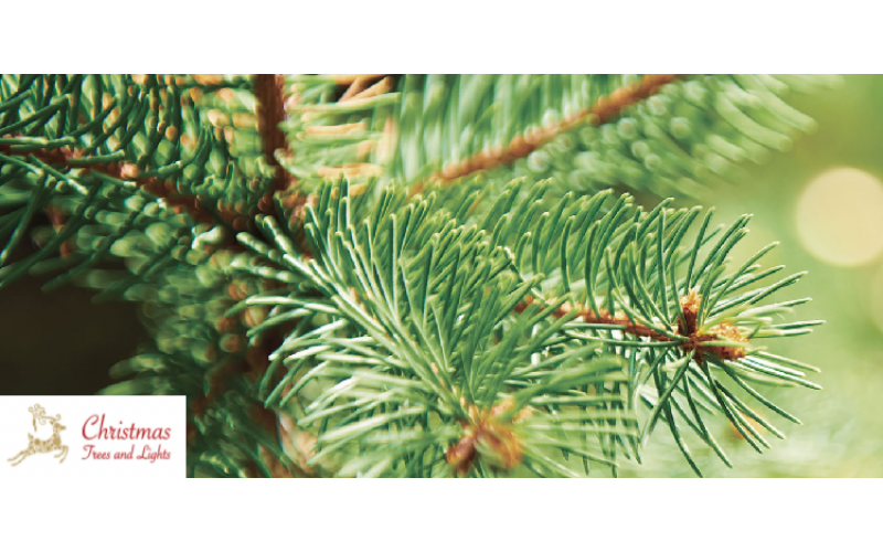 Win a £250 Voucher For Christmas Trees and Lights Good Housekeeping