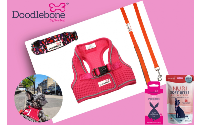 Win a dog accessory bundle from Doodlebone worth £50! Good